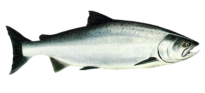 salmon_king
